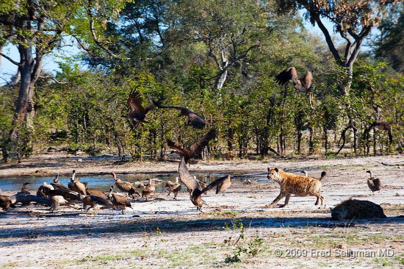 20090617_160549 D3 (3) X1.jpg - Hyena Feeding Frenzy, Part 2.  The vultures have come and are waiting for their turn.  The hyenas chase them away when they get too close